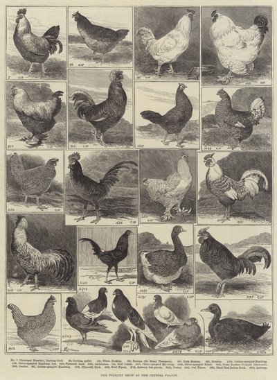 De pluimveeshow in het Crystal Palace door Alfred Courbould